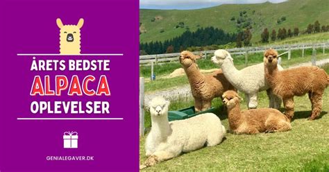 g tur med alpaca kbenhavn|VIP Alpaca